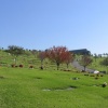 cali-cemetery-pano